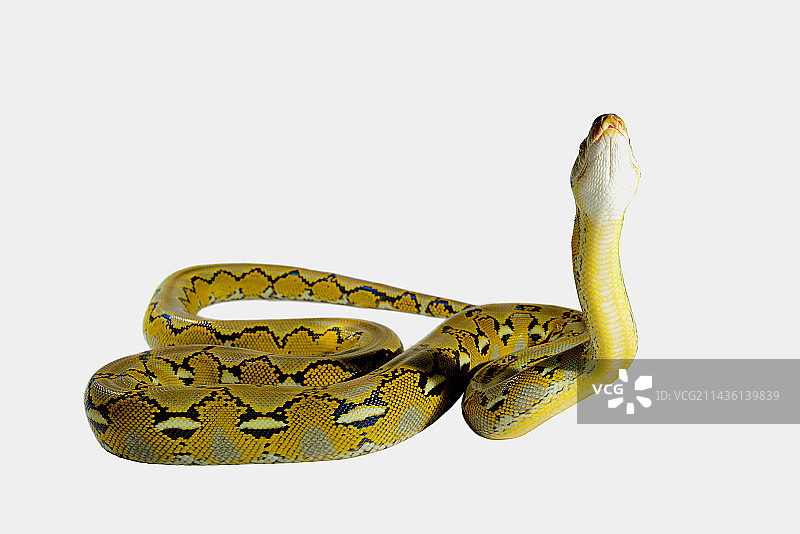 白色背景上的侏儒网纹蟒（马来西亚网纹蟒），印度尼西亚塞拉亚岛图片素材