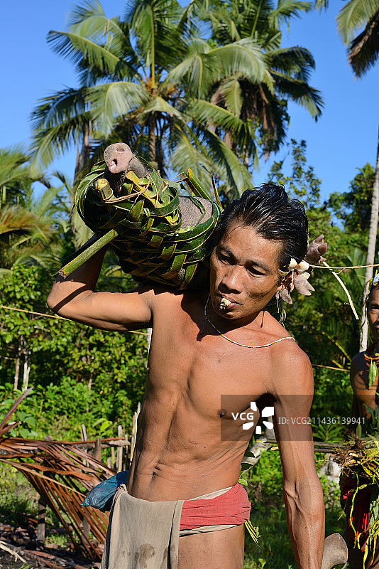 明打威男子带着猪，西比路岛，明打威群岛，印度尼西亚图片素材