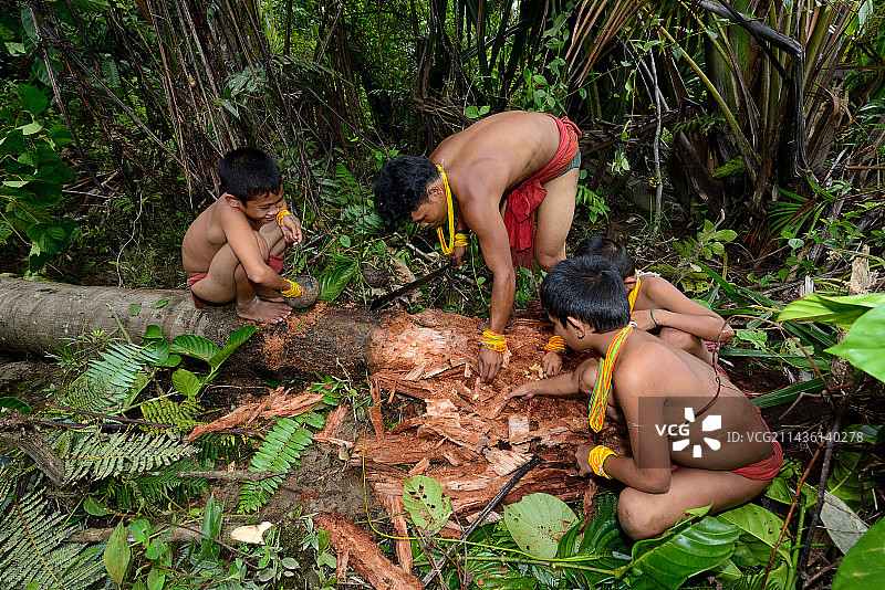 明打威人在西比路岛的西米树干中寻找甲虫幼虫，明打威群岛，印度尼西亚图片素材