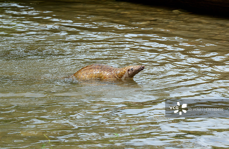 爪哇穿山甲，印度尼西亚明打威群岛锡berut岛水域图片素材