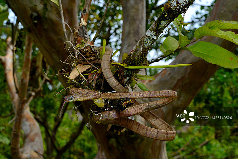 树上的白点猫蛇，西berut岛，明打威群岛，印度尼西亚图片素材