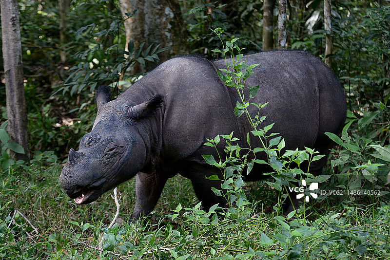 森林中的苏门答腊犀牛图片素材