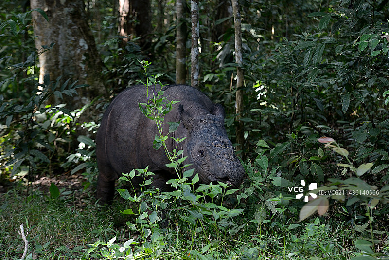 森林中的苏门答腊犀牛图片素材