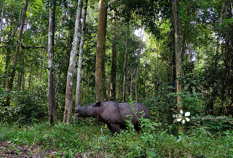 森林中的苏门答腊犀牛图片素材