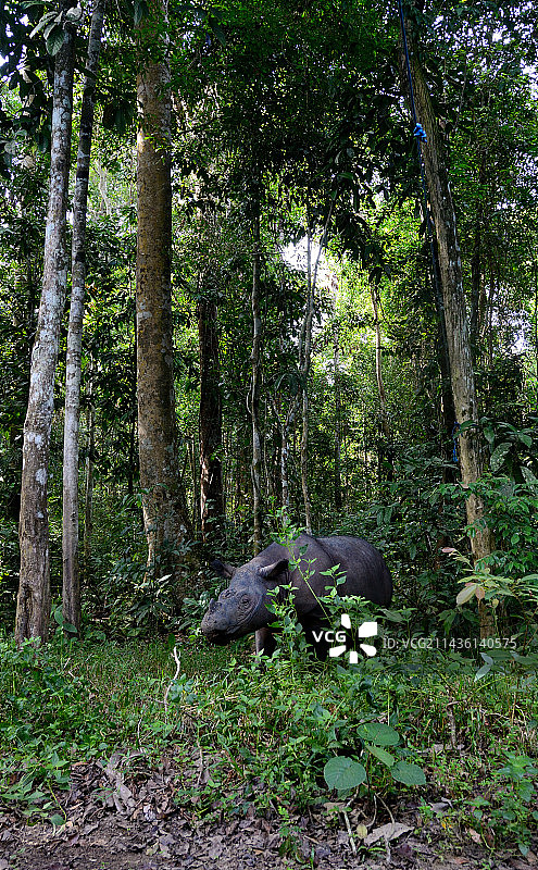 森林中的苏门答腊犀牛图片素材