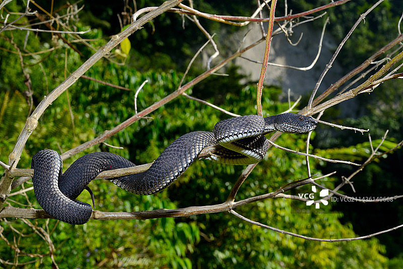苏门答腊岛红树林蝮蛇图片素材