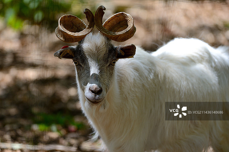 西西里岛的吉尔根塔纳山羊肖像图片素材