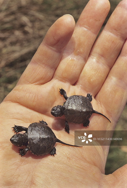 在手中的欧洲泽龟幼崽，法国图片素材
