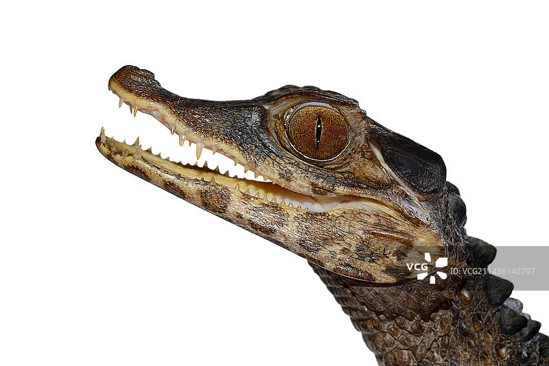 居维叶侏儒鳄（分布于南美洲北部），人工饲养图片素材