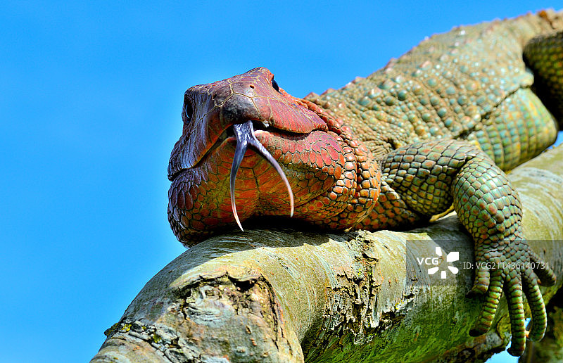 北部凯门蜥(Dracaena guianensis)，南美洲北部，圈养图片素材