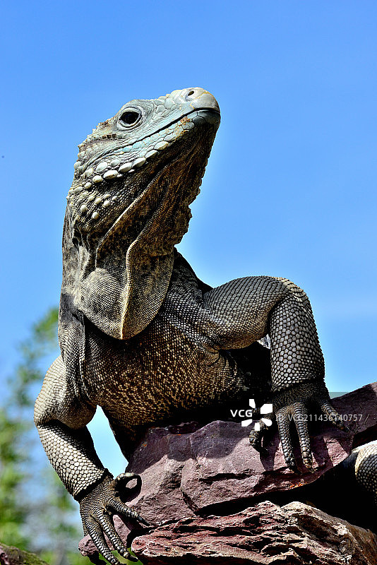 大开曼岛蓝鬣蜥（Cyclura lewisi），人工饲养。濒危物种图片素材
