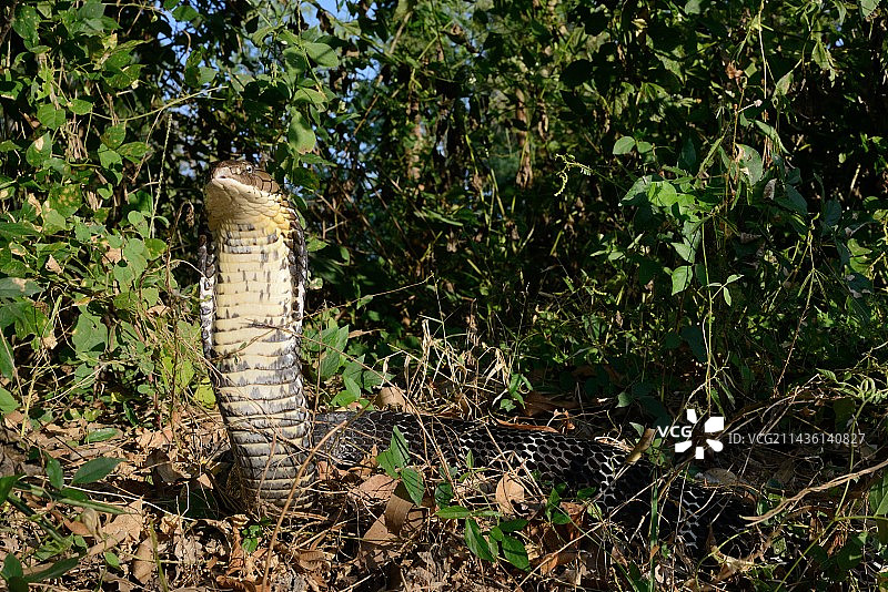 眼镜王蛇 (Ophiophagus hannah) 泰国图片素材