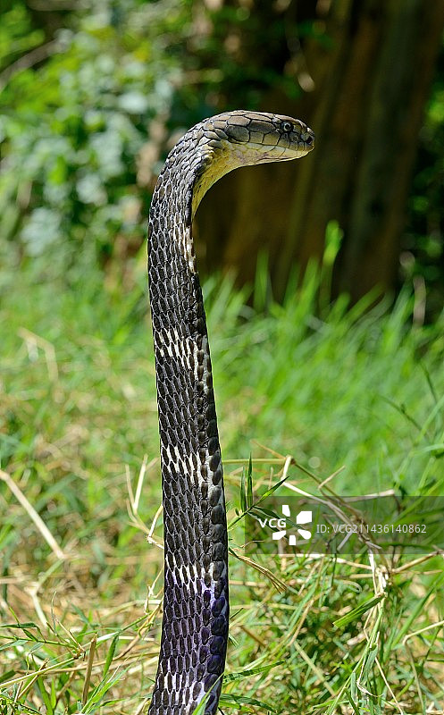 眼镜王蛇 (Ophiophagus hannah) 泰国图片素材