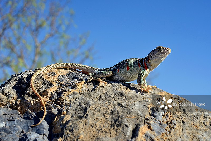 领蜥蜴，亚利桑那州图片素材