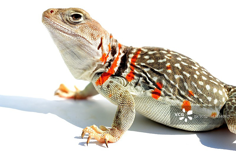 贝利氏领蜥（亚利桑那州北部受精的红色雌性）图片素材