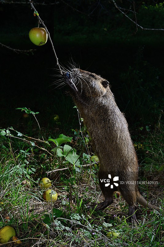 海狸鼠：原产于南美洲，后引入欧洲图片素材