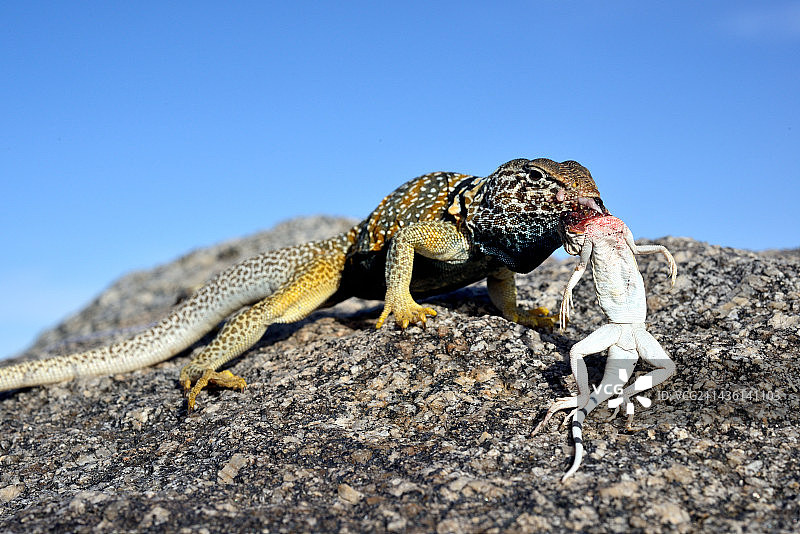 项圈蜥蜴捕食斑尾蜥蜴——死亡谷图片素材