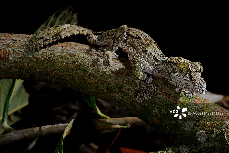 树枝上长满苔藓的叶尾壁虎 - 马达加斯加图片素材