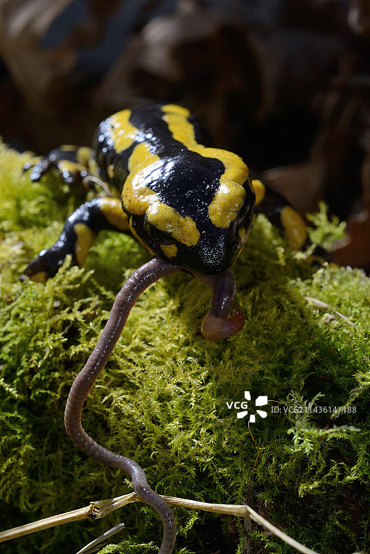 食用夜行者的斑点蝾螈，法国普瓦图图片素材