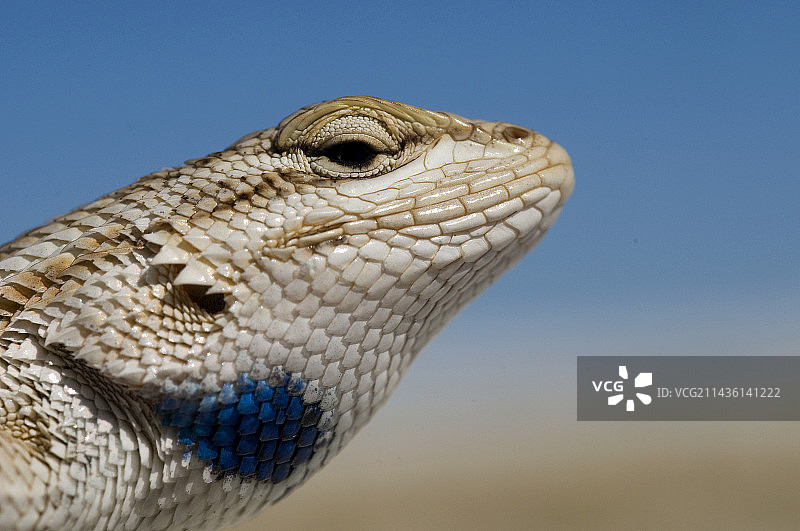 新墨西哥州白沙国家公园草原蜥蜴图片素材