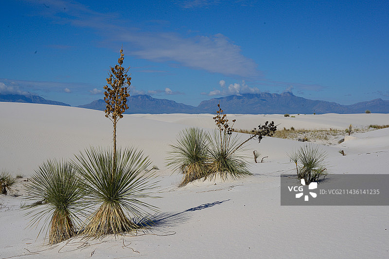 沙丘上的青皂丝兰-新墨西哥州白沙国家公园图片素材