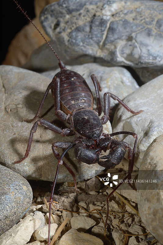 亚利桑那州奇里卡瓦山脉的巨型鞭蝎图片素材