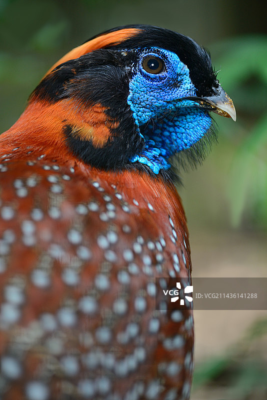 红腹角雉肖像图片素材