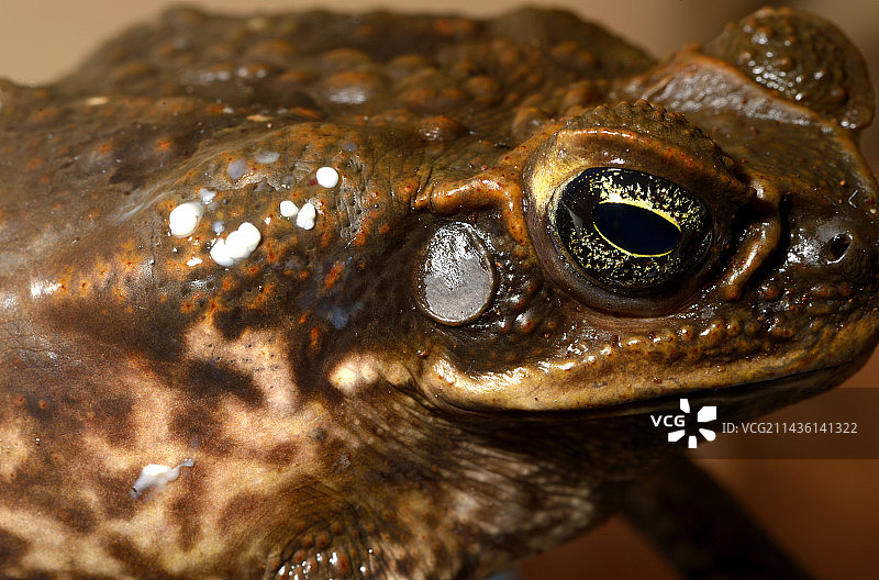 蟾蜍向水牛皮肤分泌毒液图片素材