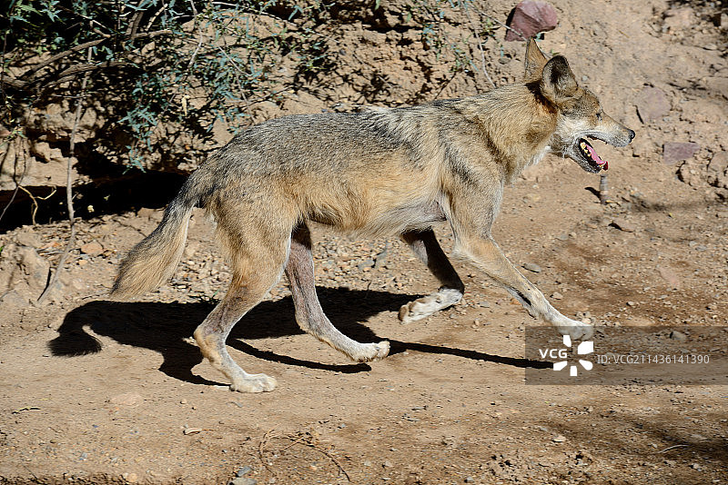 墨西哥狼奔跑 - 美国西南部图片素材