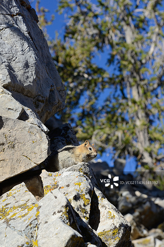 栖息在岩石上的金色披肩黄鼠—美国加利福尼亚州古老狐尾松林图片素材
