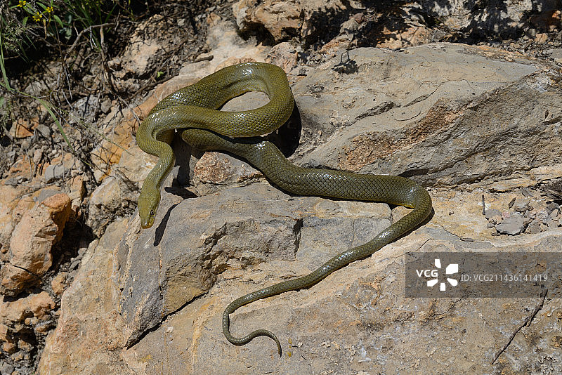 绿鼠蛇，岩石背景-奇里卡瓦山，美国亚利桑那州图片素材