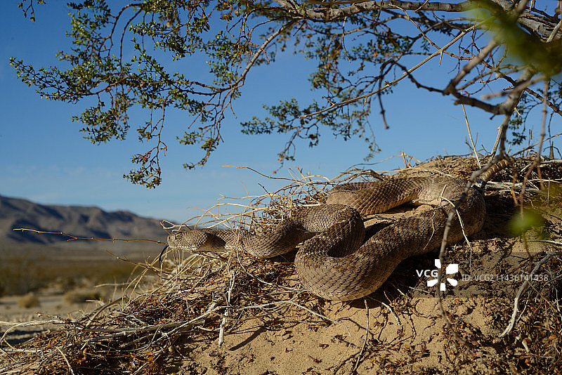 西部菱斑响尾蛇 - 美国亚利桑那州图片素材