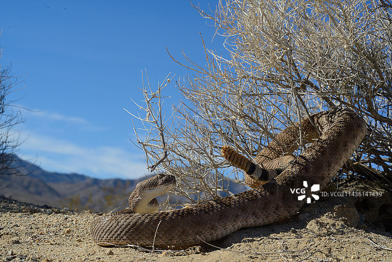西部菱斑响尾蛇 - 美国亚利桑那州图片素材