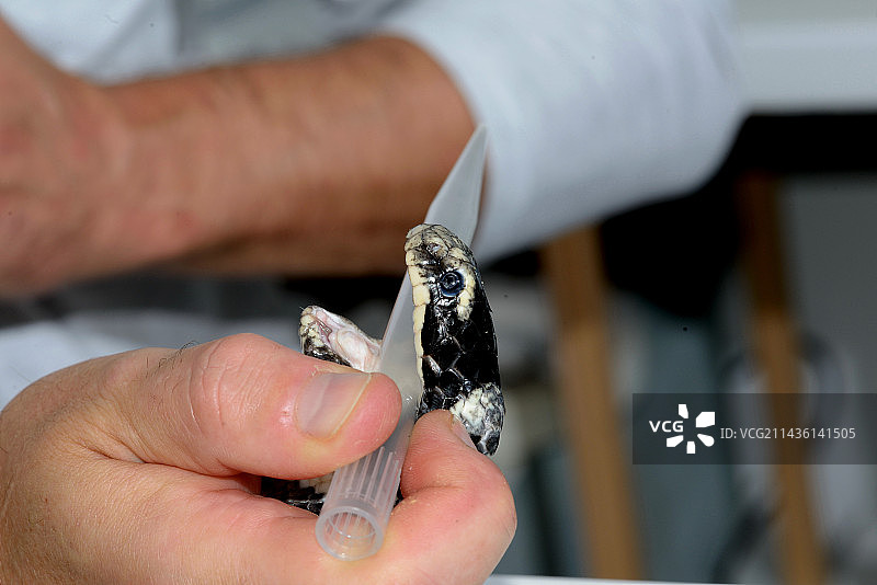 比利时实验室中采集蓝环海蛇毒液图片素材