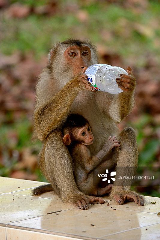 马来西亚，南方豚尾猕猴用瓶子喝水图片素材