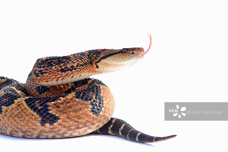 白色背景上的大毒蛇图片素材