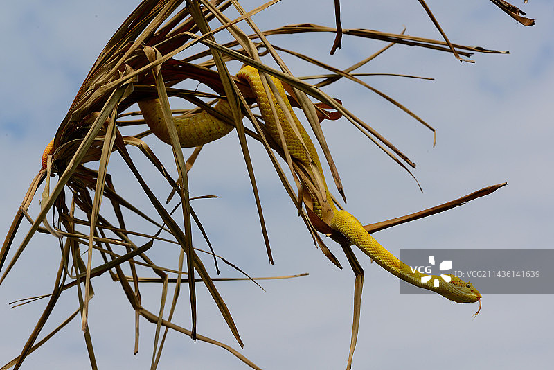 睫毛蝮蛇，产自中美洲图片素材