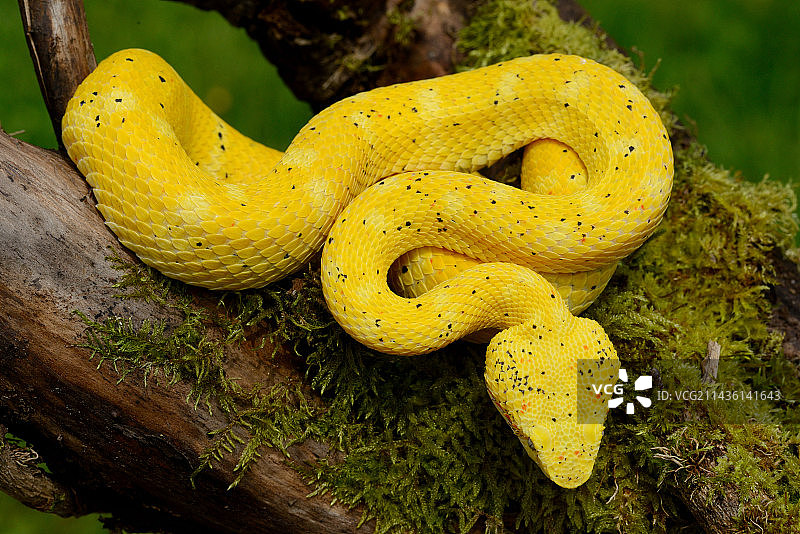 苔藓树枝上的睫角蝰；产地：中美洲图片素材