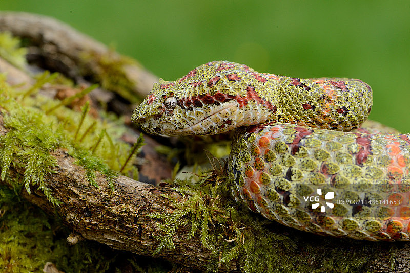 中美洲苔藓树枝上的睫毛蝰蛇肖像图片素材