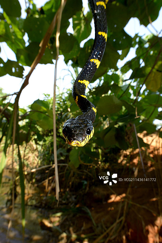马来西亚红树林蛇的肖像图片素材