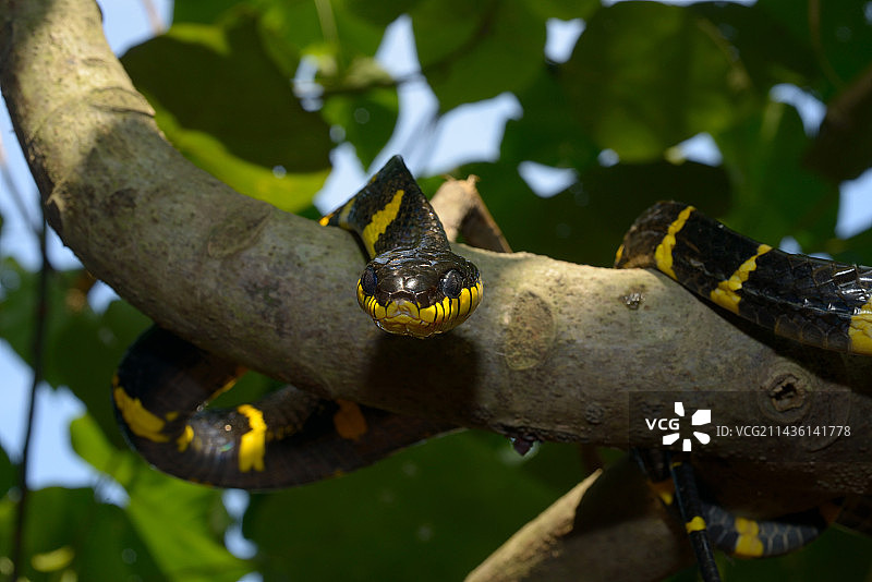 马来西亚树枝上的红树林蛇图片素材