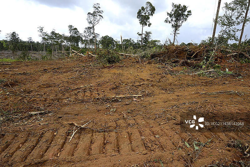 推土机破坏的原始森林-法属圭亚那图片素材