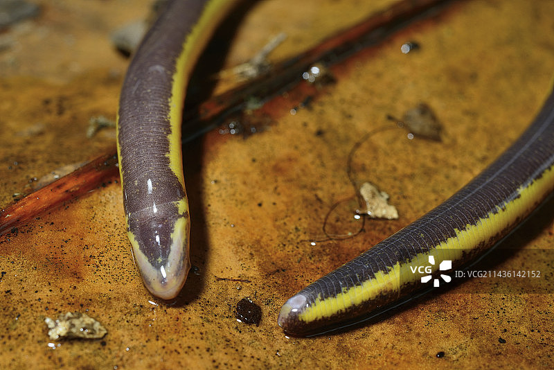 枯叶上的双线蚓螈-法属圭亚那图片素材