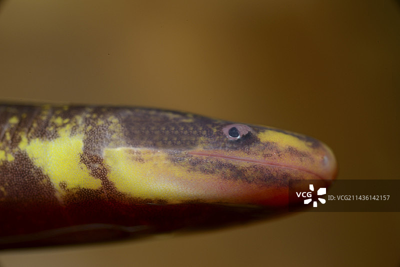 法属圭亚那双线蚓螈肖像图片素材