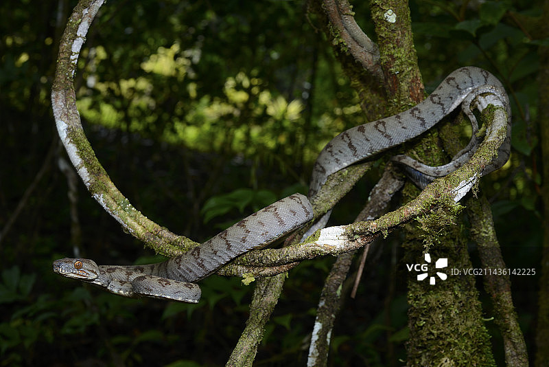 法属圭亚那：树枝上的亚马逊树蚺图片素材