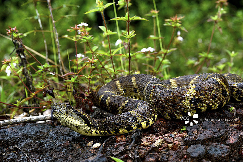 法属圭亚那地面的矛头蝮蛇图片素材
