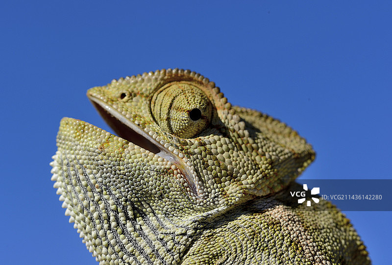 摩洛哥地中海变色龙肖像图片素材
