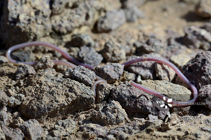 岩石上的喙状线蛇 - 瓦尔扎扎特 摩洛哥图片素材