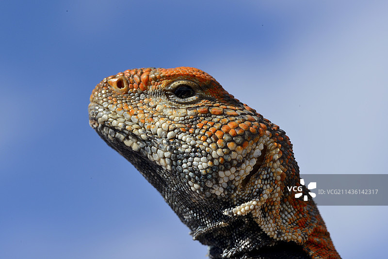 摩洛哥刺尾蜥蜴肖像——摩洛哥瓦尔扎扎特图片素材