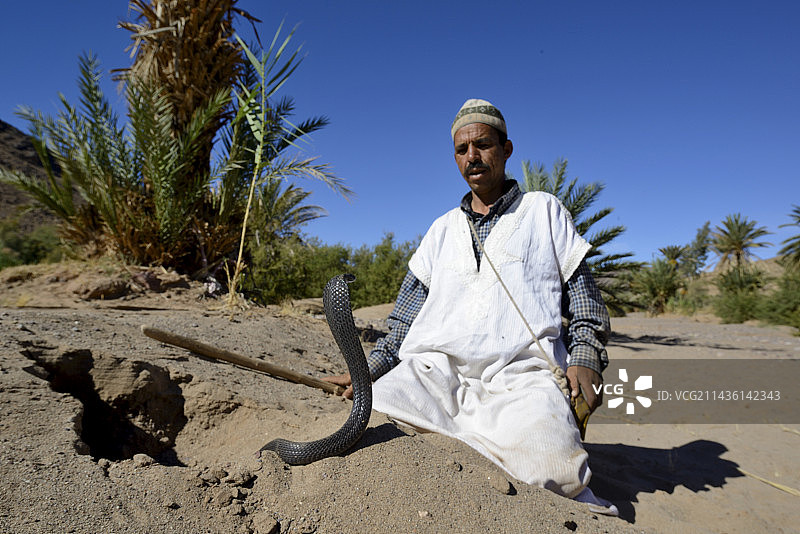 男子捕捉埃及眼镜蛇 - 摩洛哥瓦尔扎扎特图片素材